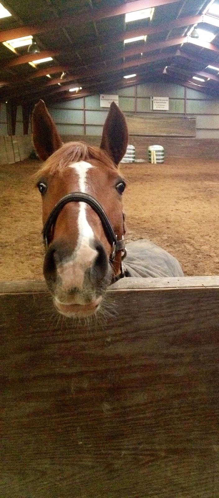 Frederiksborg Chica - GADETØSEN! <3 - Hej mor, jeg leger altså lige med Alaxia! Det her er meget bedre end den mudderpøl af en fold billede 20