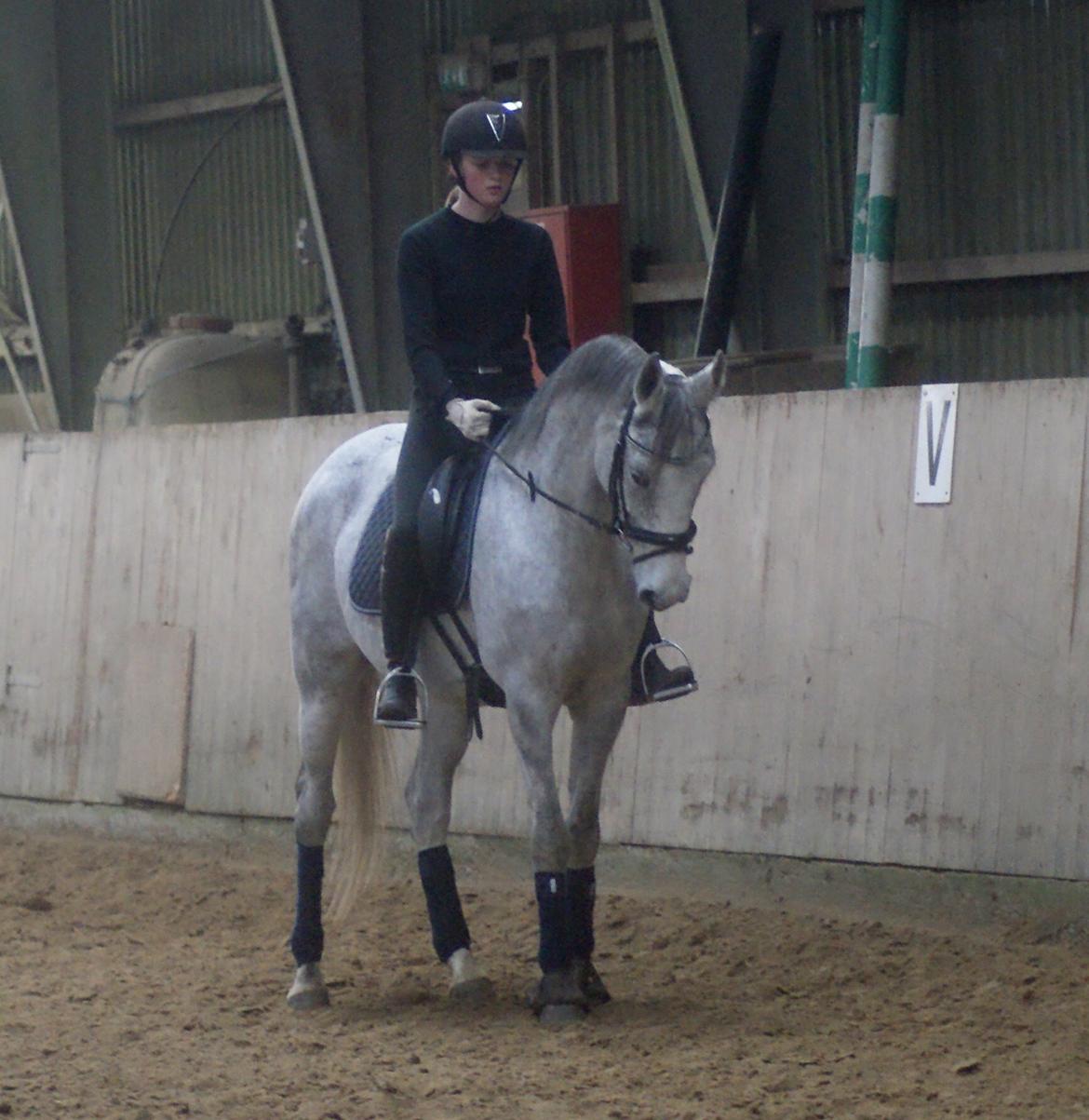 Anglo Araber (AA) Hedevangs Galilea - December 2013 - parade. Foto: Rune Bødker billede 12