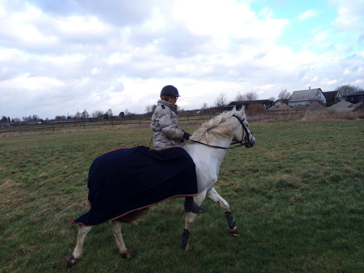 Anden særlig race Gadehøjs Caridee Himmelhest billede 11