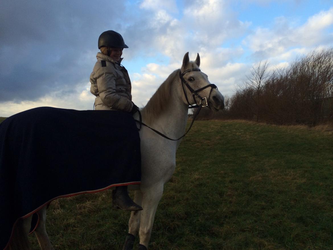 Anden særlig race Gadehøjs Caridee Himmelhest billede 12