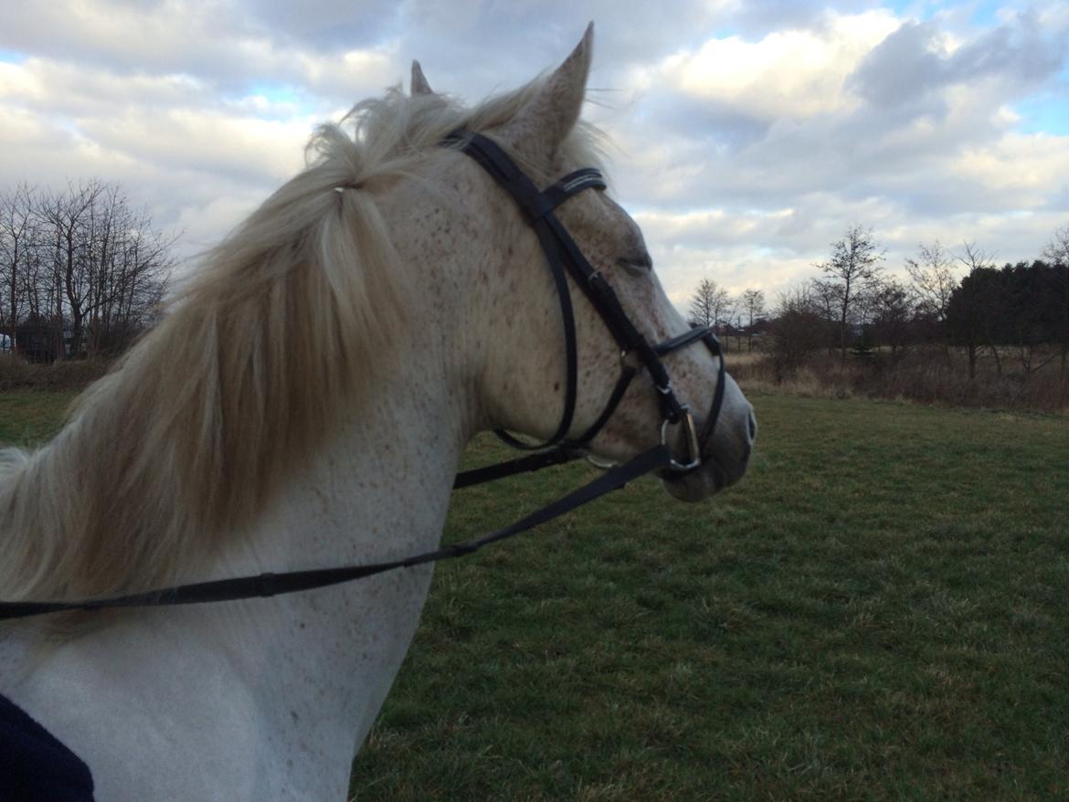 Anden særlig race Gadehøjs Caridee Himmelhest billede 13