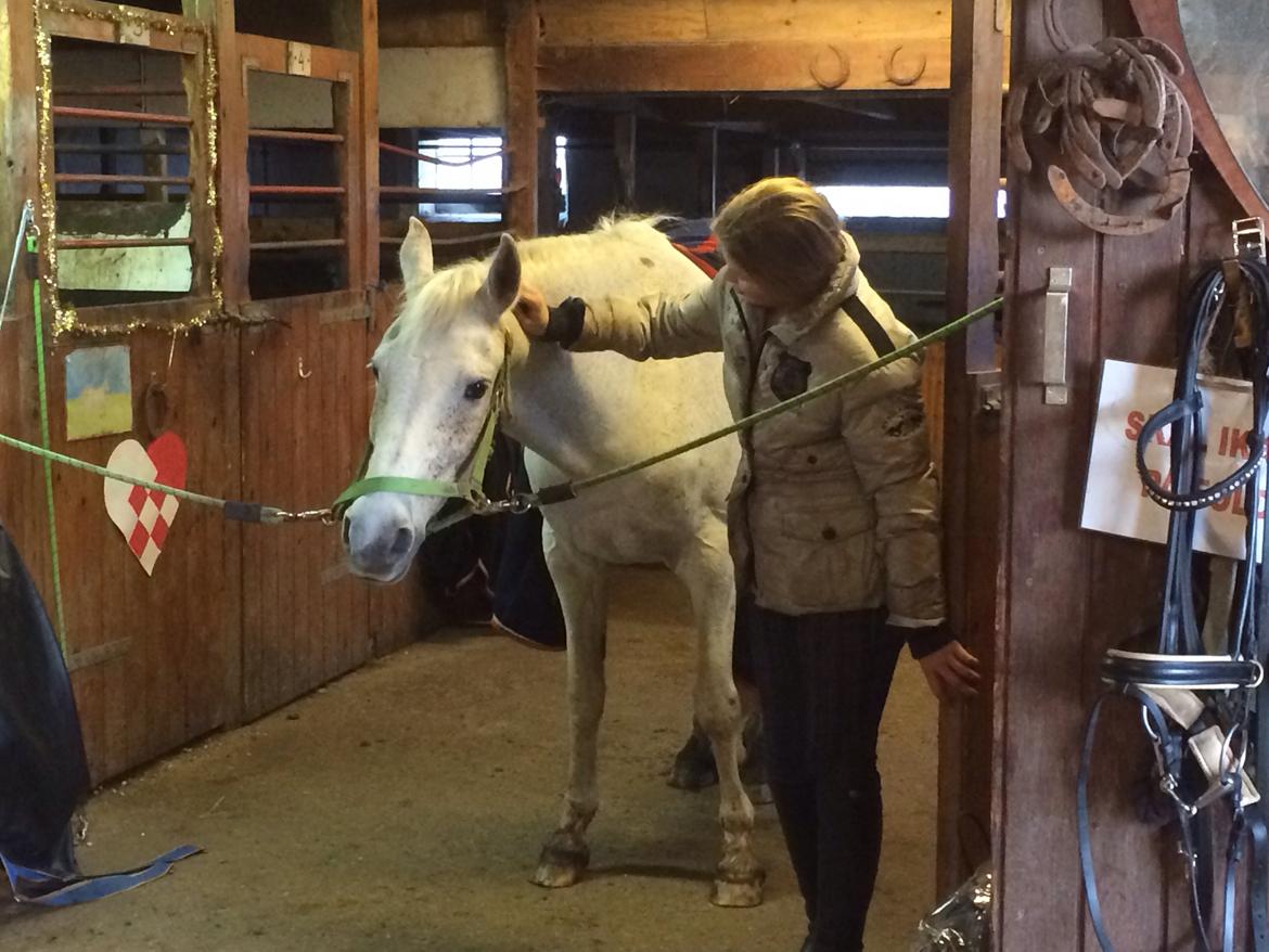 Anden særlig race Gadehøjs Caridee Himmelhest billede 14