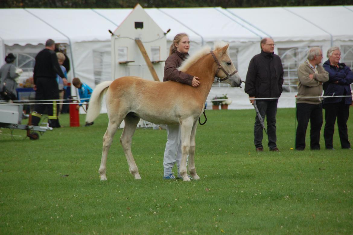 Tyroler Haflinger Watson af Elghuset (Solgt) - Gørlev føl og plagskue. billede 4