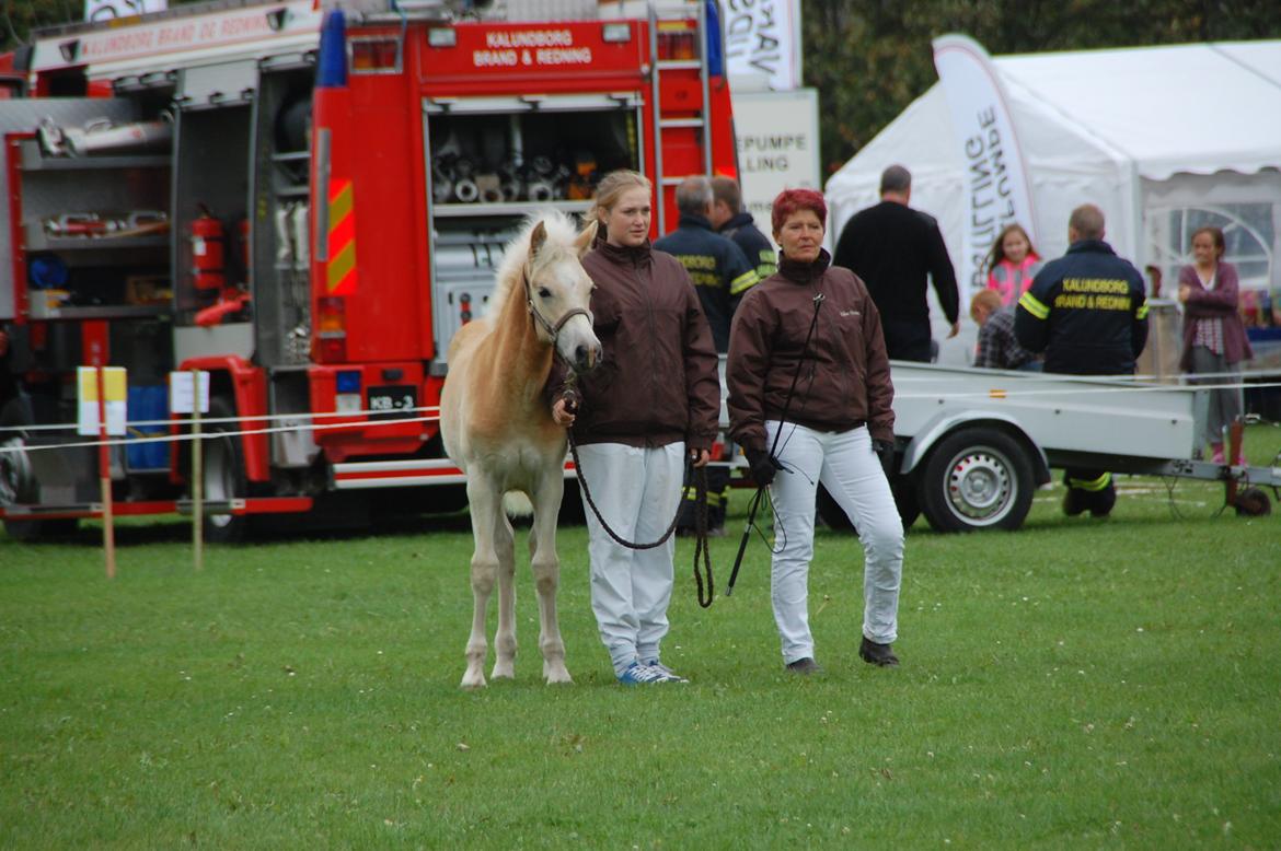 Tyroler Haflinger Watson af Elghuset (Solgt) - Gørlev føl og plagskue.
Watson, mig og ejer :D billede 5