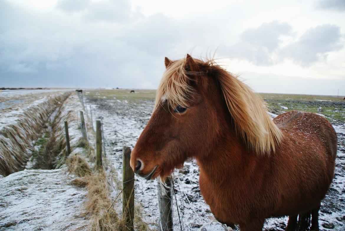 Islænder Glóð frá Voðmúlastöðum - Skønneste hest, december 2013  billede 9