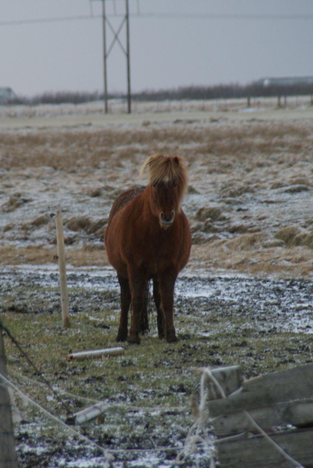 Islænder Glóð frá Voðmúlastöðum - Haha tønde med ben :D billede 10
