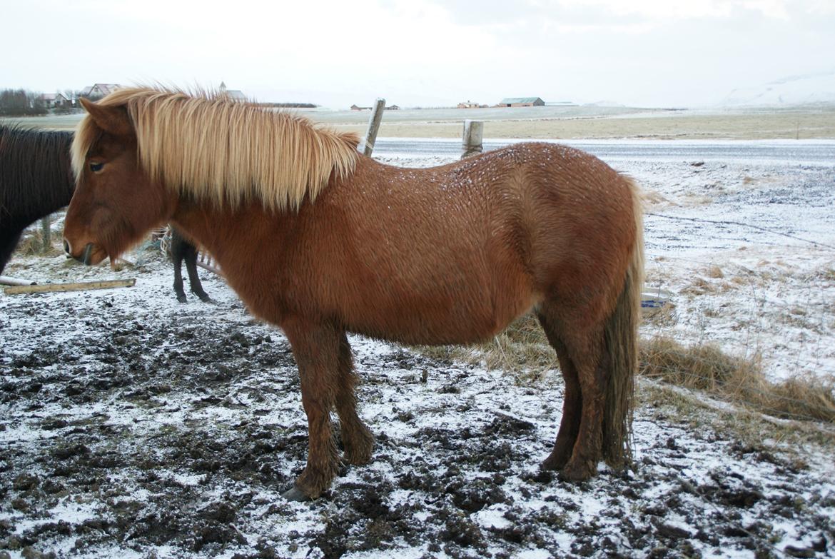 Islænder Glóð frá Voðmúlastöðum - Man begynder at kunne se at der gemmer sig et føl der inde :-) billede 11
