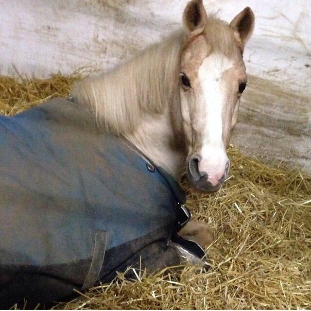 Anden særlig race Lucky billede 18