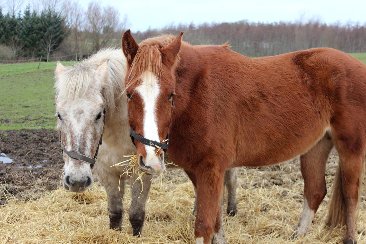 DSP Nørretelling's Ballou - Ballou og Bailey - Foto: Mig billede 39