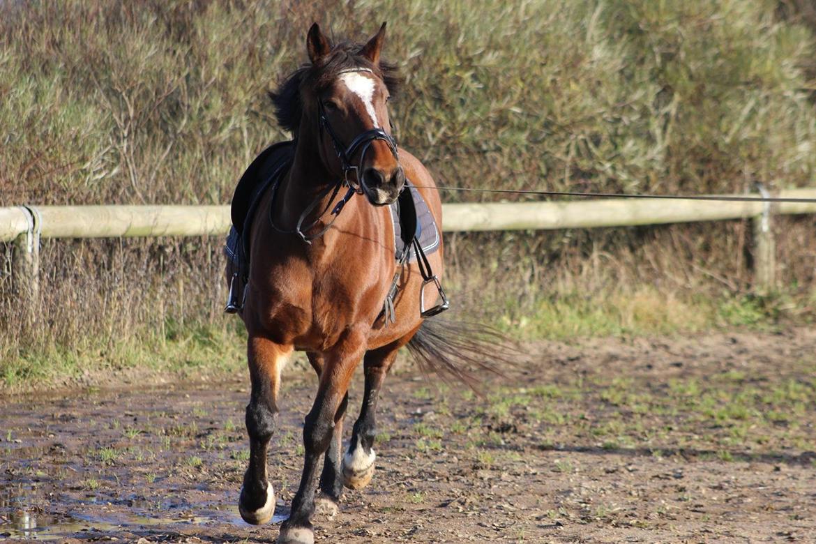 Dansk Varmblod Lady Sazet [Tidl. part] - November 2013 Foto: ©LindgreenPhotography billede 20