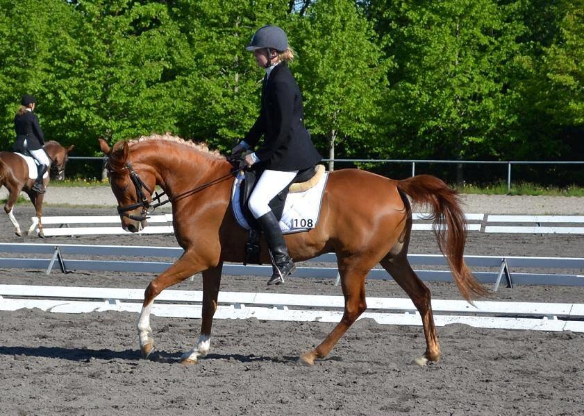 Arabisk fuldblod (OX) Maharaja V. Asil OX billede 1