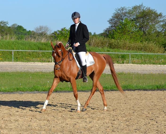 Arabisk fuldblod (OX) Maharaja V. Asil OX billede 2