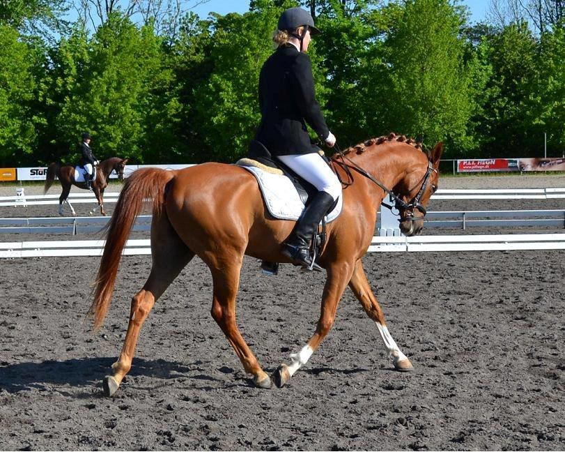 Arabisk fuldblod (OX) Maharaja V. Asil OX billede 3