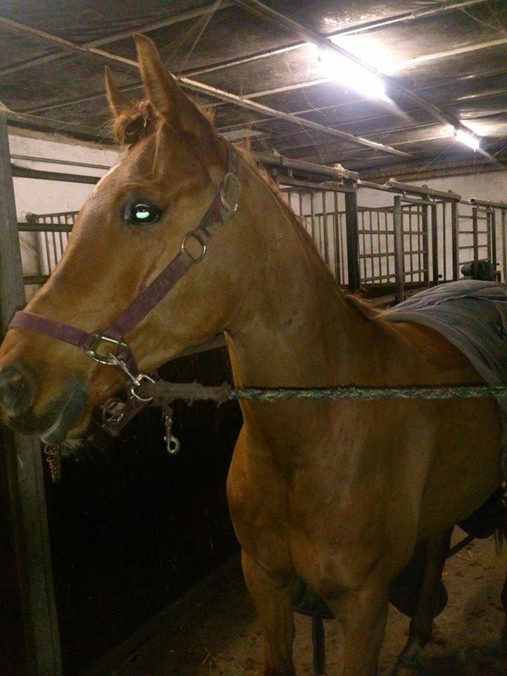 Arabisk fuldblod (OX) Maharaja V. Asil OX billede 4