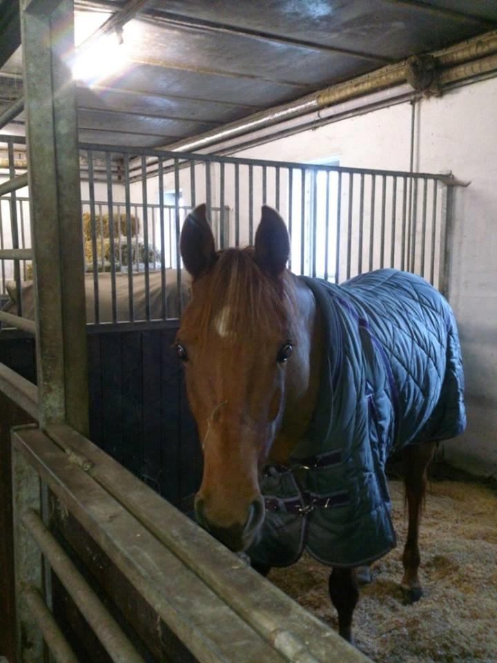 Arabisk fuldblod (OX) Maharaja V. Asil OX billede 5