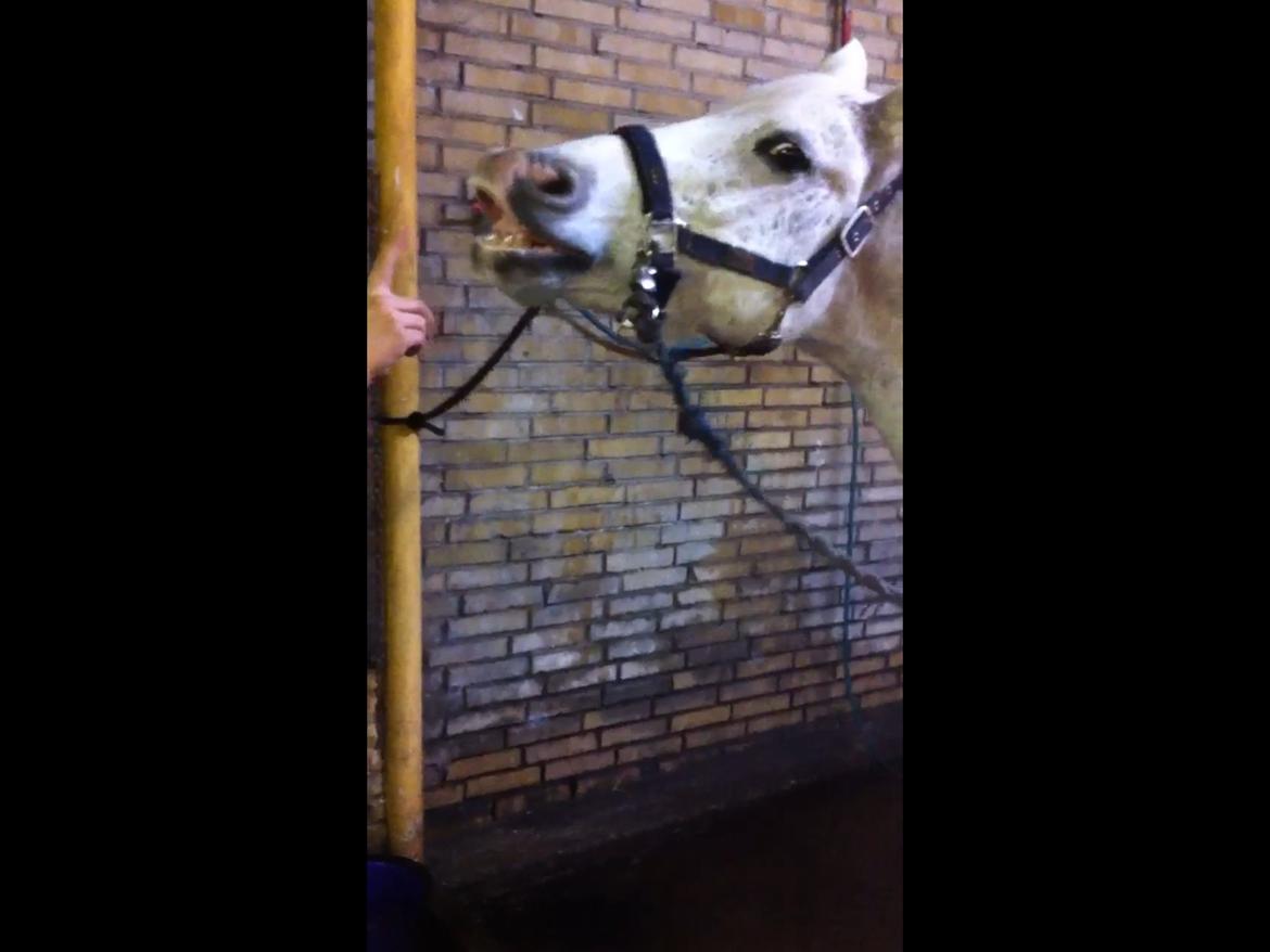 DSP Madeleine - Hun har lært at smiile på komando! I <3 You!! billede 7