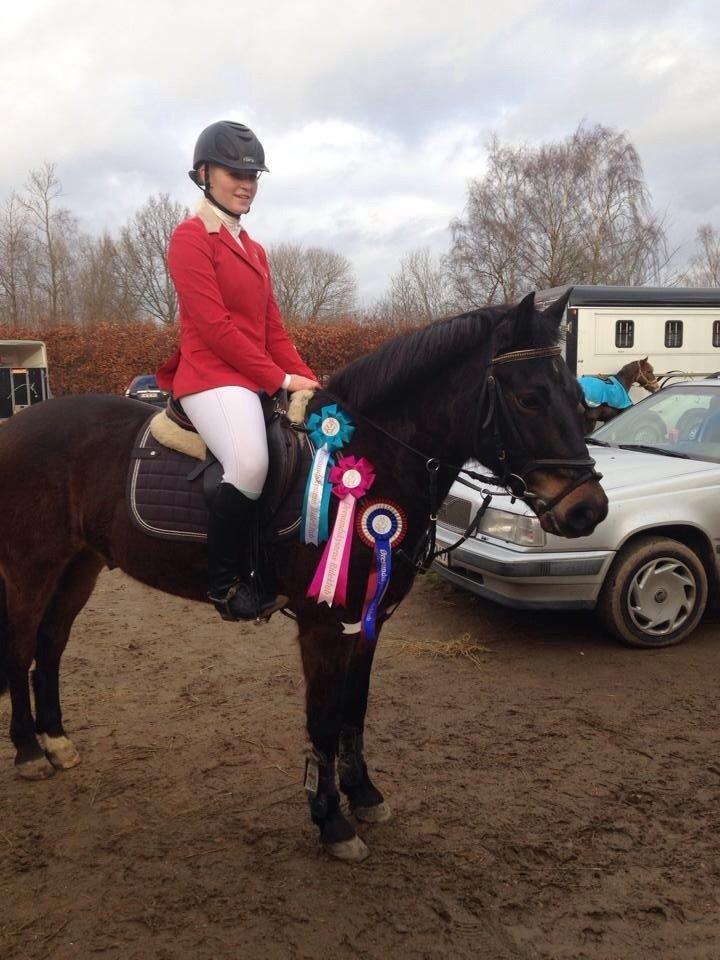 New Forest Felix billede 21