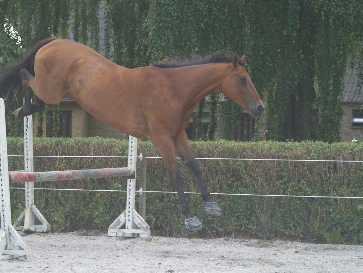 Dansk Varmblod Markbækkens Mr. Cold - bare så i ved det er det her for lavt til mig ;) billede 8