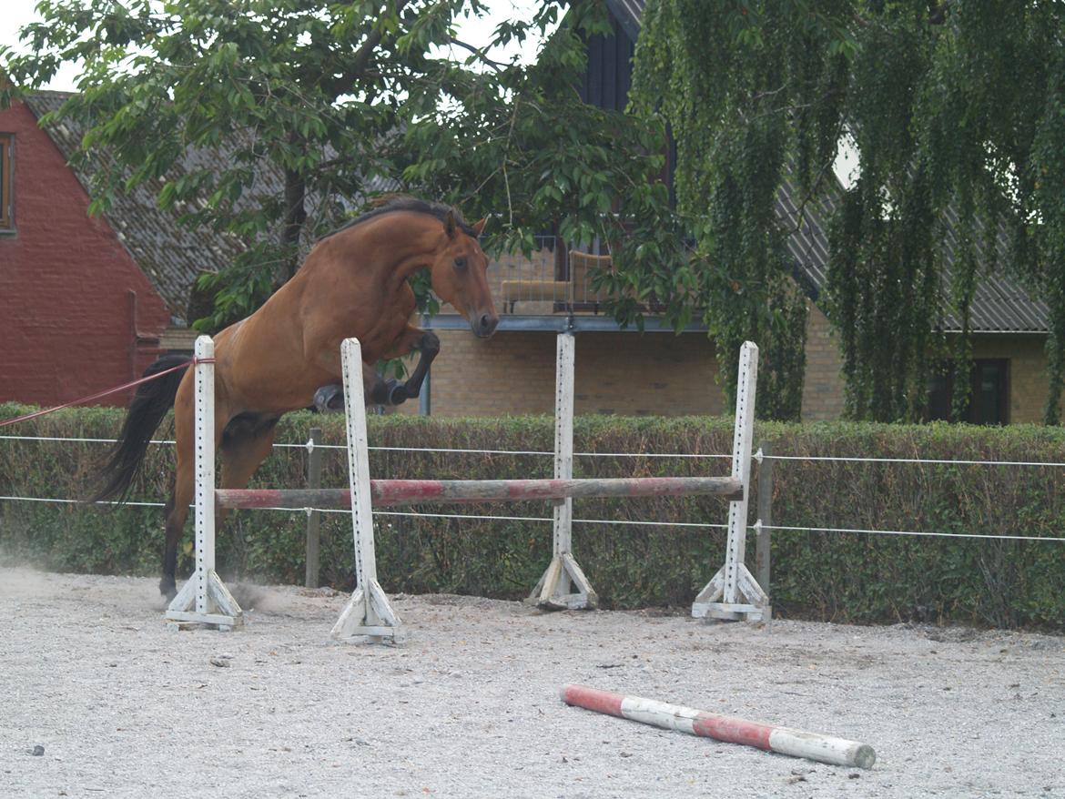 Dansk Varmblod Markbækkens Mr. Cold - stadig for lavt ;) billede 11