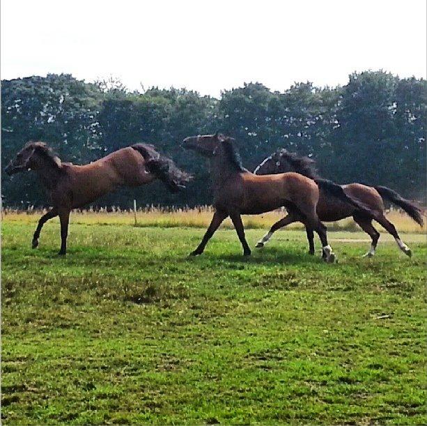 Dansk Varmblod Markbækkens Mr. Cold - Cold er forset 
Hos katja på ridelejr 2013 billede 12