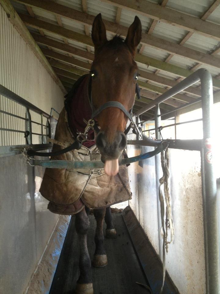 Dansk Varmblod Markbækkens Mr. Cold billede 13