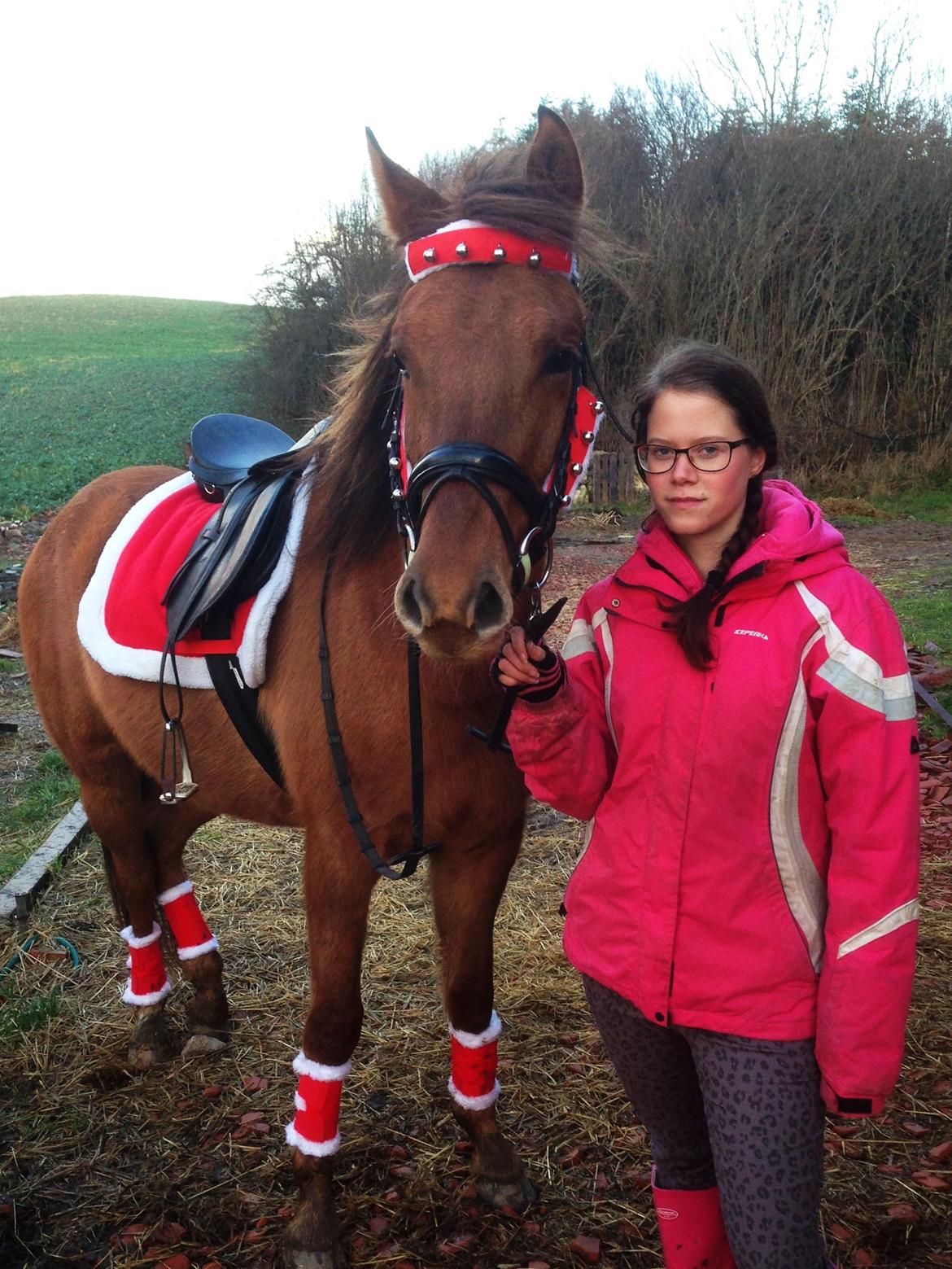 DSP Baily - Min lille julehest:) billede 13