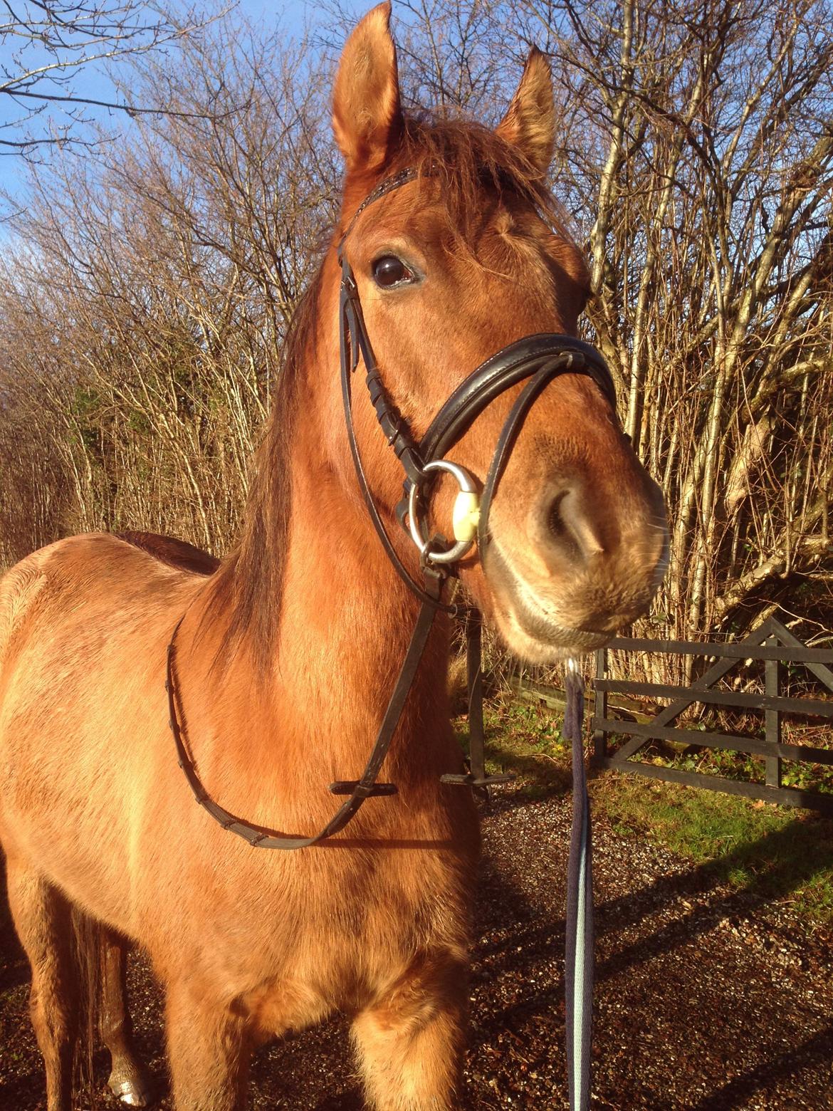 DSP Baily - Gå en tur i solskin billede 14