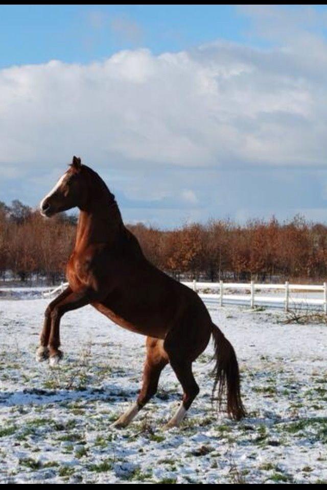 Hannoveraner Malou - Jaaa, hun kan da godt! billede 3