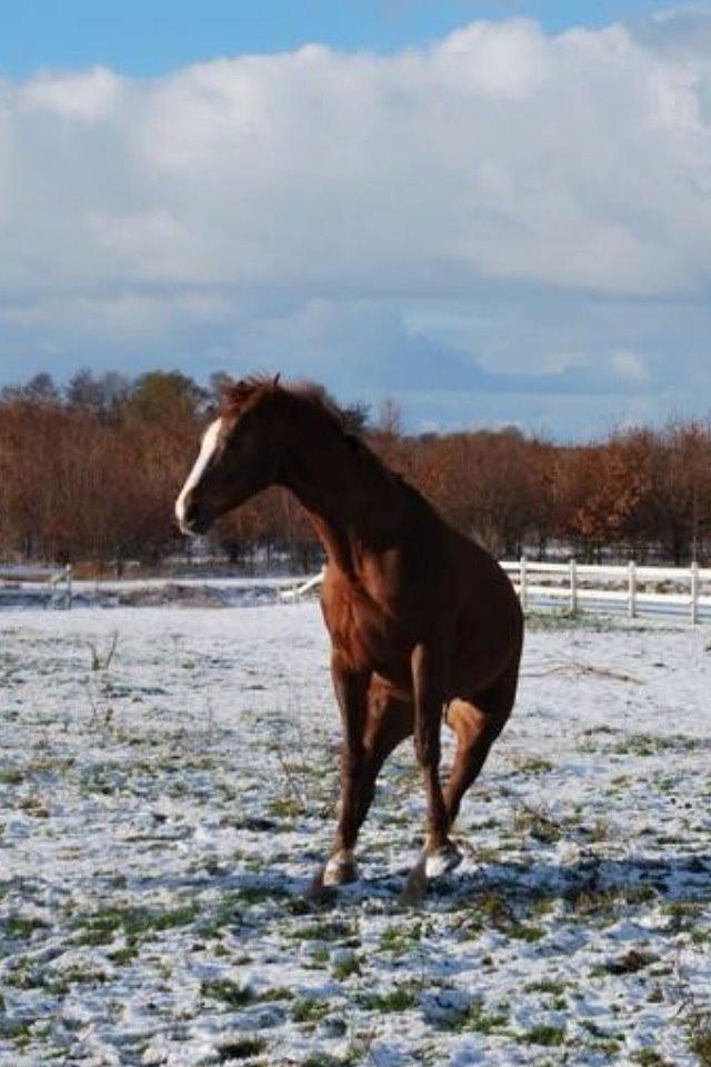 Hannoveraner Malou - Haha, ved ikke lige hvad hun forsøger at lave.. billede 4