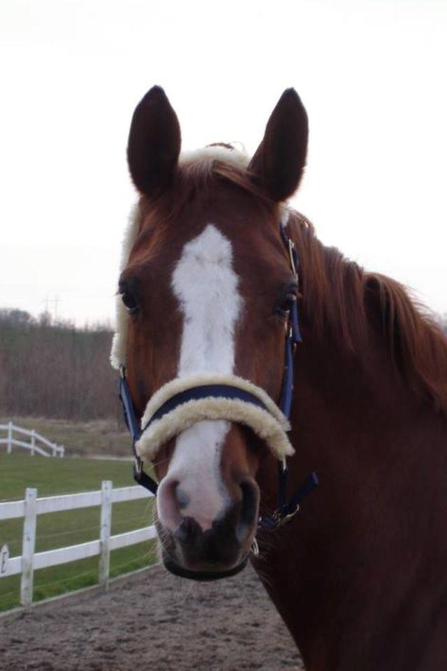 Hannoveraner Malou - Velkommen til Malou's profil :) håber i vil smide en kommentar, og bedømme.  billede 1