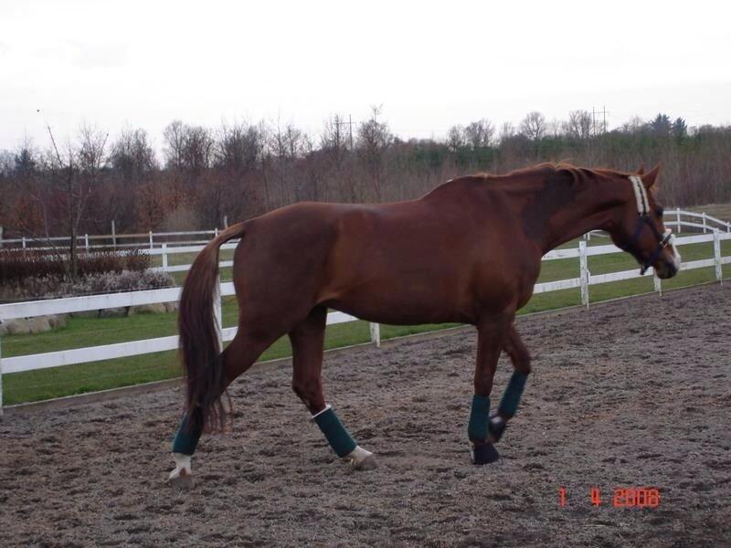 Hannoveraner Malou billede 2