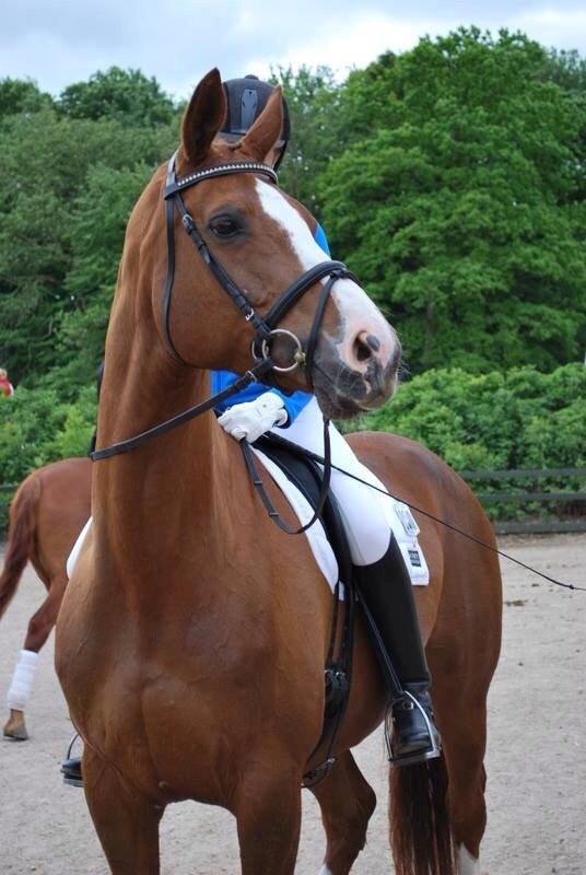 Hannoveraner Malou billede 9