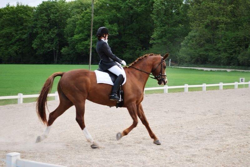 Hannoveraner Malou billede 10