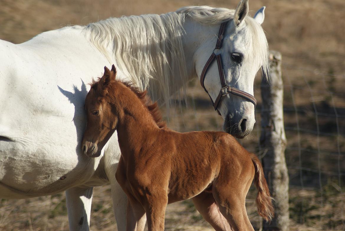 Arabisk fuldblod (OX) Esther Vildal. billede 1
