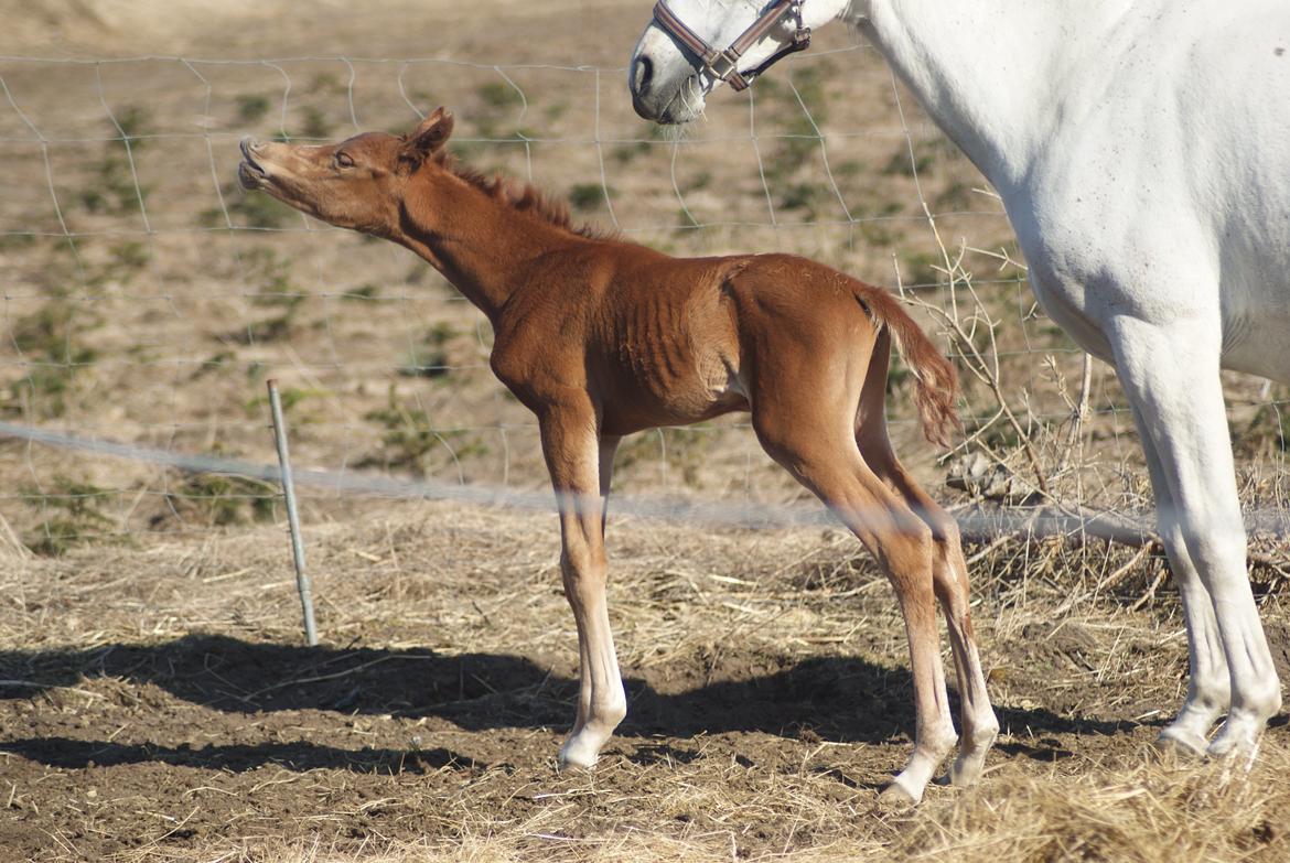 Arabisk fuldblod (OX) Esther Vildal. billede 2