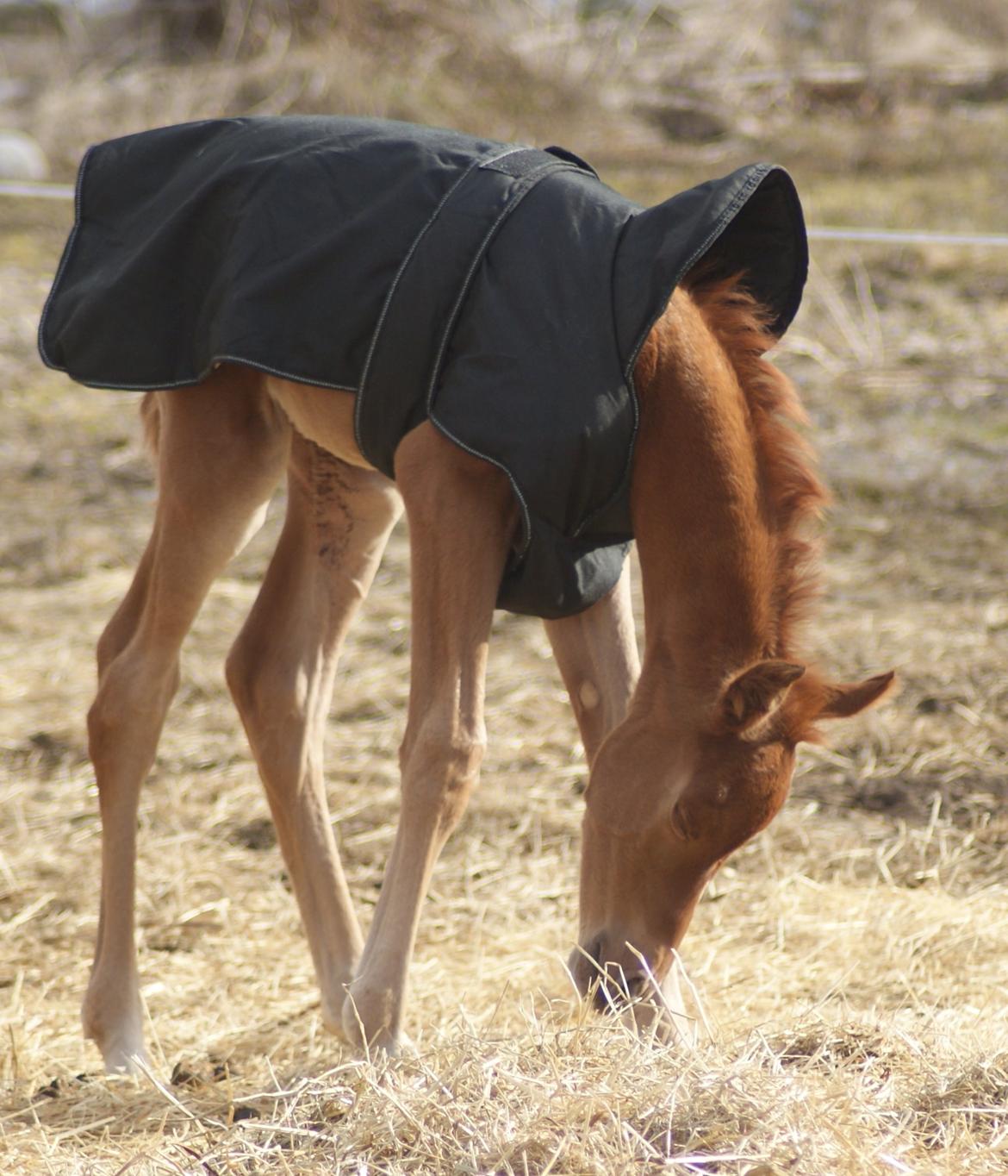 Arabisk fuldblod (OX) Esther Vildal. billede 3