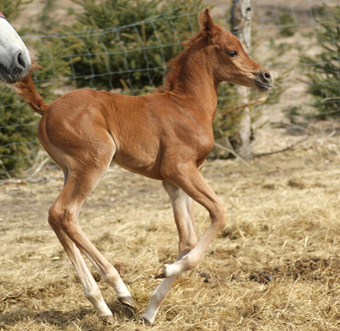 Arabisk fuldblod (OX) Esther Vildal. billede 4