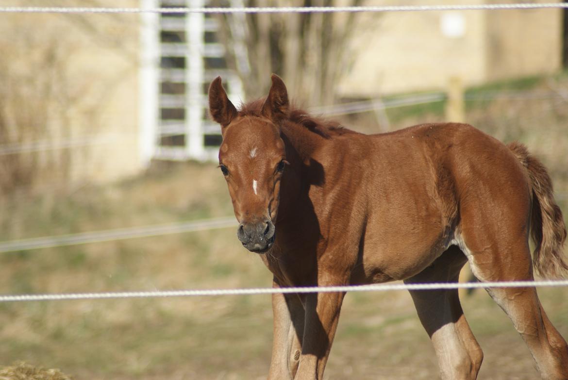 Arabisk fuldblod (OX) Esther Vildal. billede 5