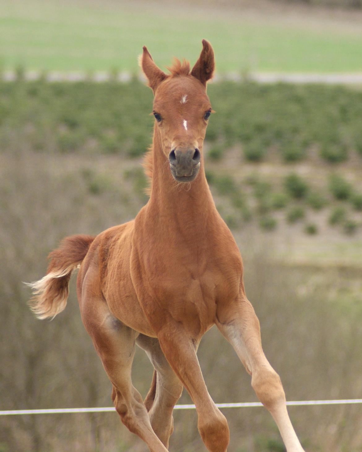 Arabisk fuldblod (OX) Esther Vildal. billede 6