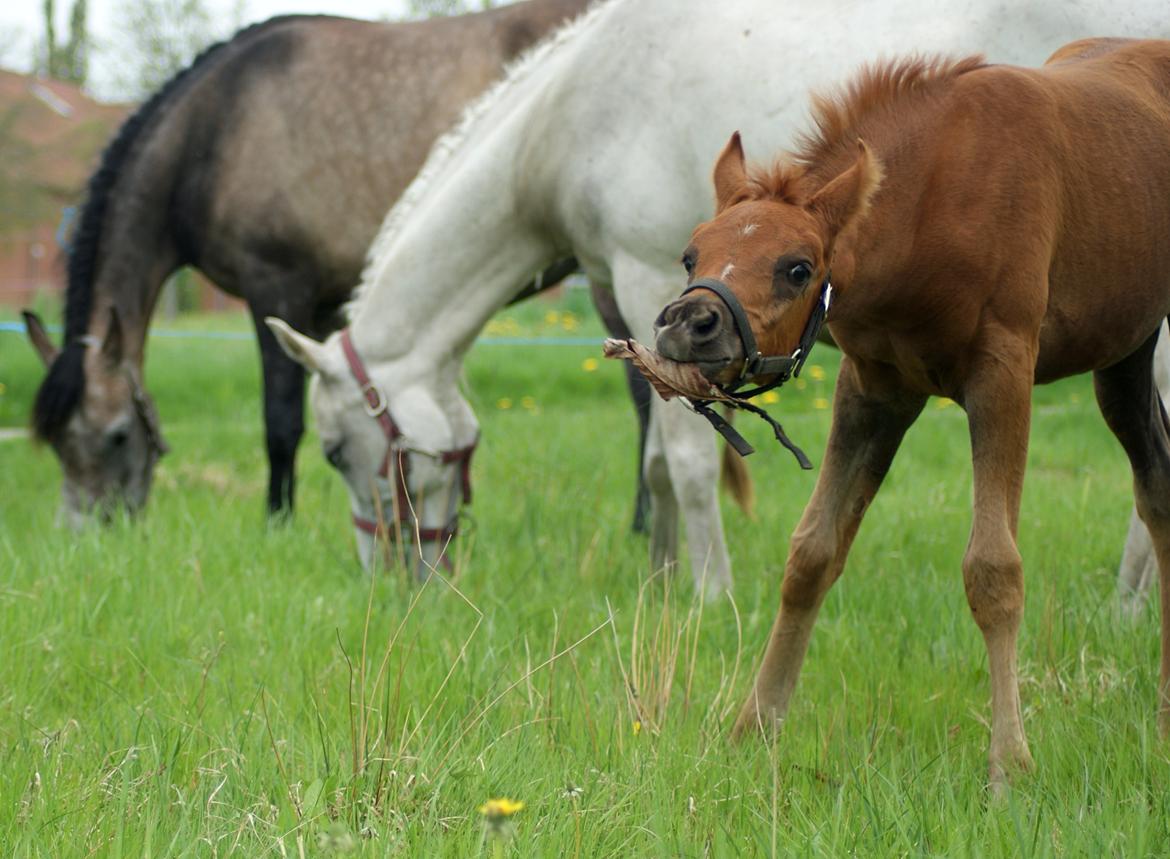 Arabisk fuldblod (OX) Esther Vildal. billede 7