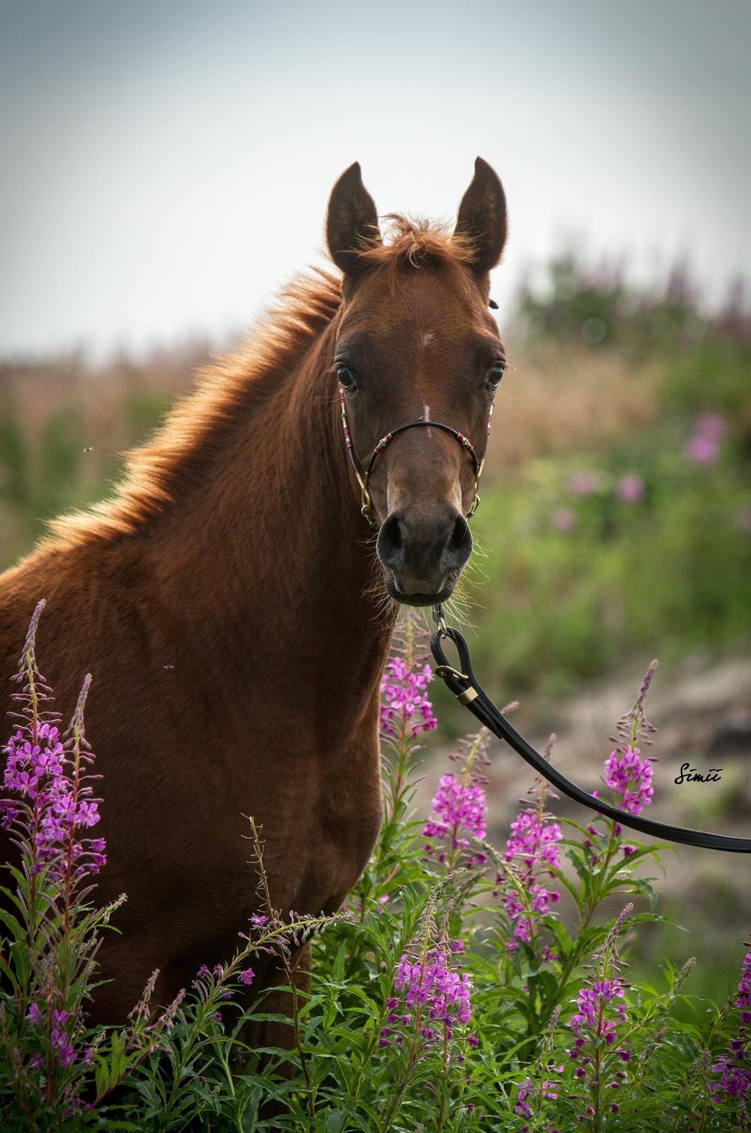 Arabisk fuldblod (OX) Esther Vildal. billede 8