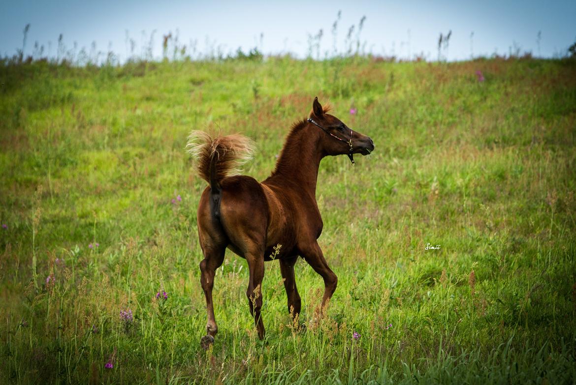 Arabisk fuldblod (OX) Esther Vildal. billede 9