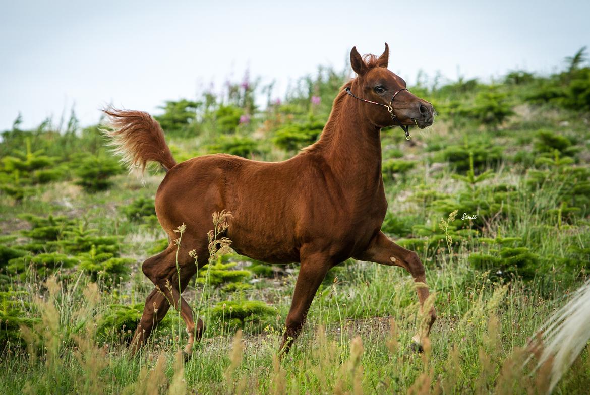 Arabisk fuldblod (OX) Esther Vildal. billede 10
