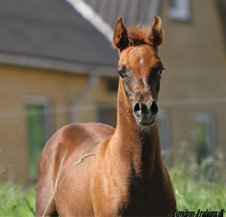 Arabisk fuldblod (OX) Esther Vildal. billede 11