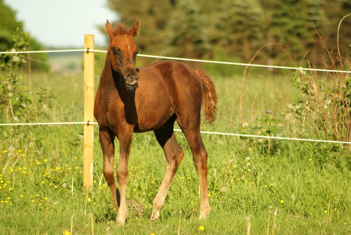 Arabisk fuldblod (OX) Esther Vildal. billede 12