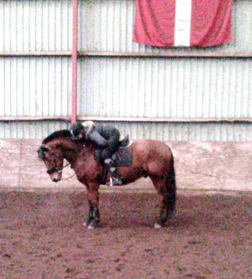 Svensk Sportspony  Sparkle (gnistre på Engelsk) billede 18