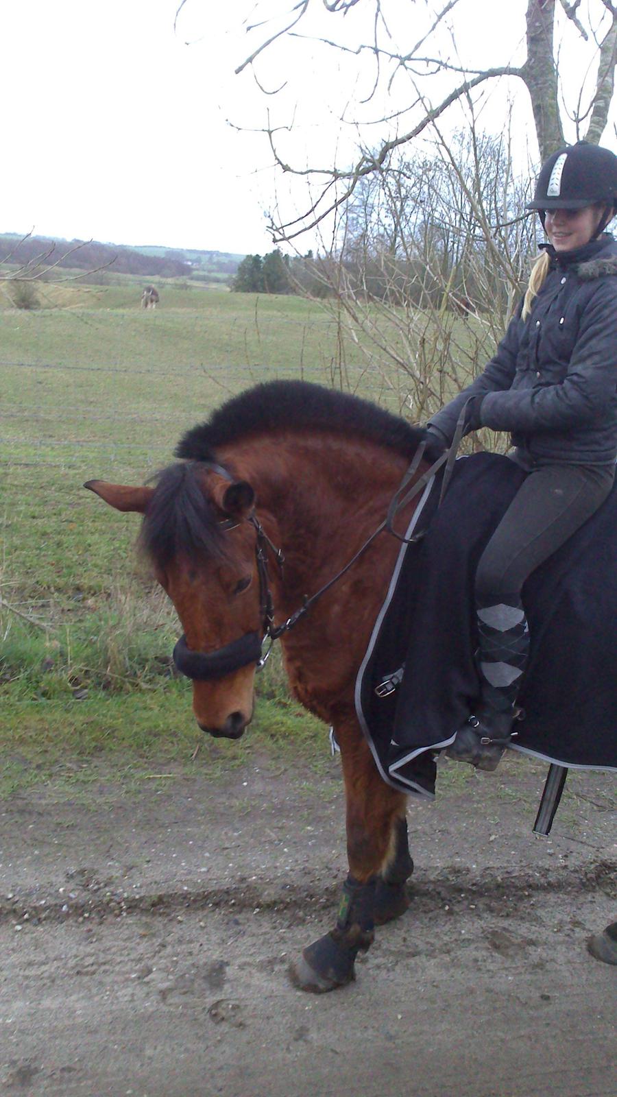 Svensk Sportspony  Sparkle (gnistre på Engelsk) billede 19