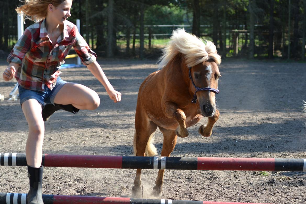 Anden særlig race Ludwig Star - 4) Han galoperer efter mig og springer uden, at jeg holder i ham <3 billede 4