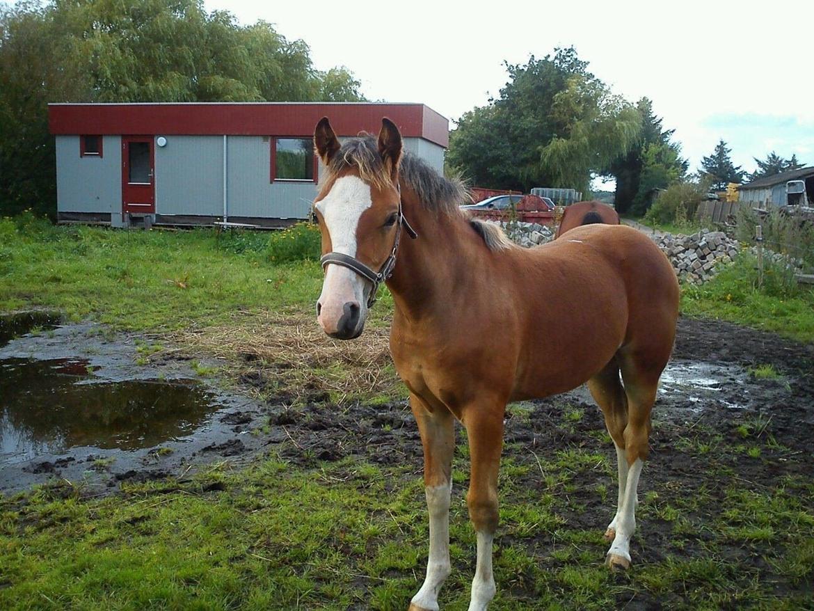 DSP De Lukas billede 1