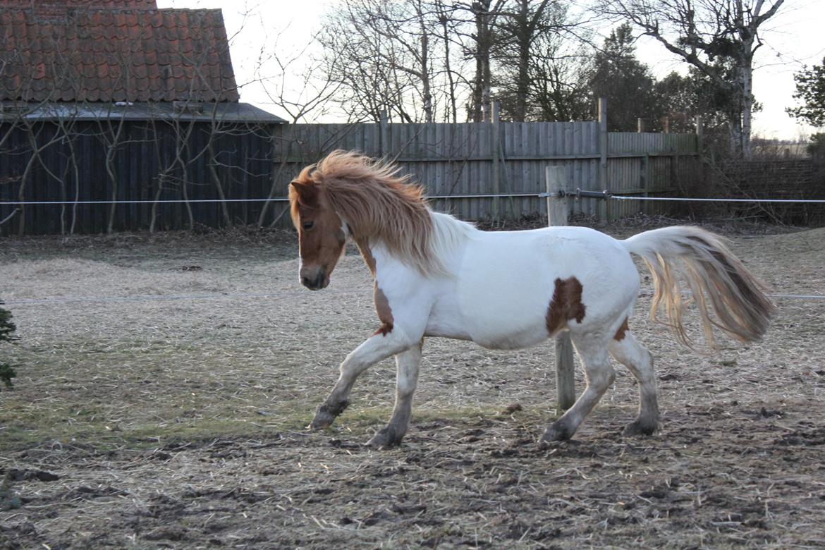 Anden særlig race Lolli - Februar 2012 billede 17